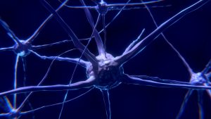 Sistema Nervioso Periférico | Psicología Cognitiva